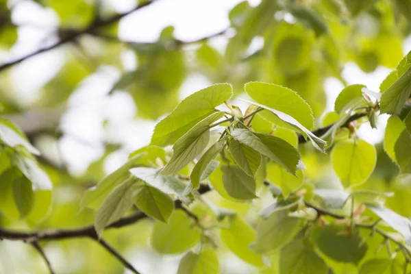 Linden tree branches — Stock Photo, Image