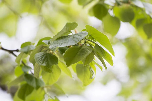 Linden boomtakken — Stockfoto