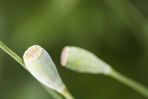 Green poppies — Stock Photo, Image