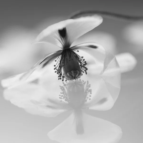 Amapola blanca — Foto de Stock