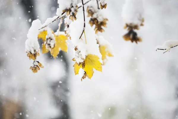 Trädgrenar i snö — Stockfoto