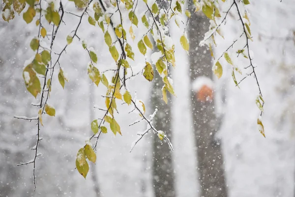 Sneeuw op de takken tijdens het sneeuwen — Stockfoto