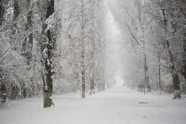 Χιονίζει πάρκο — Φωτογραφία Αρχείου