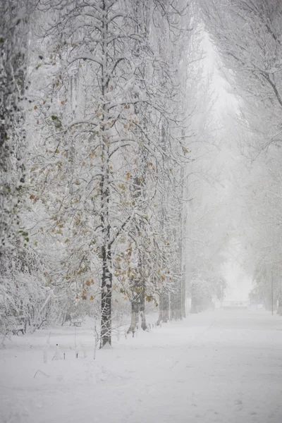 Snöar park — Stockfoto