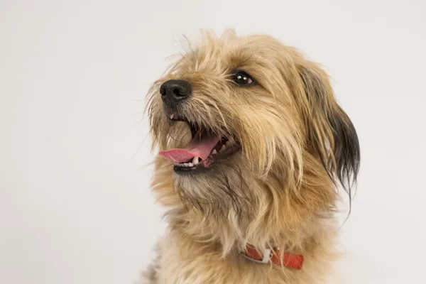 Woofing fluffy dog — Stock Photo, Image