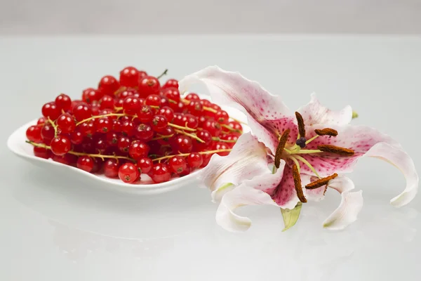 Rode aalbessen op plaat en lily — Stockfoto