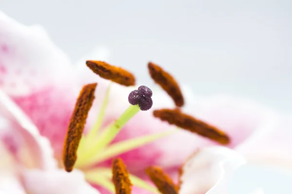 Één roze lily petal — Stockfoto