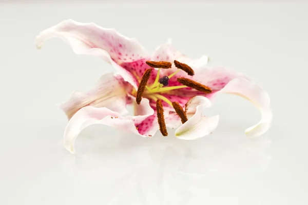 Één roze lily petal — Stockfoto