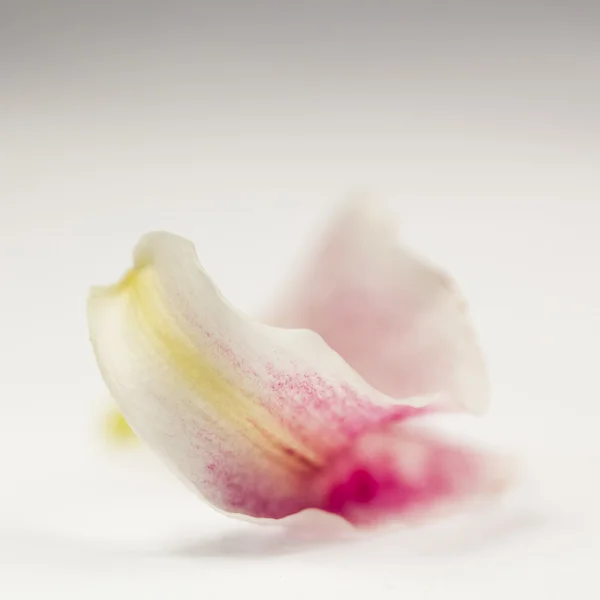 Één roze lily petal — Stockfoto