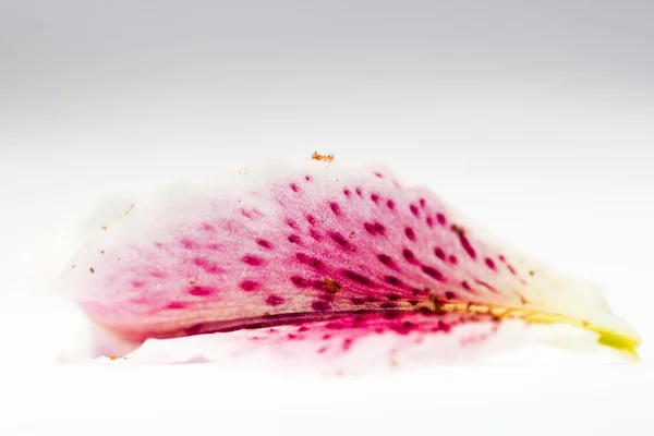 1 つのピンクのユリの花びら — ストック写真
