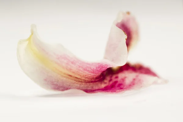 Única pétala de lírio rosa — Fotografia de Stock