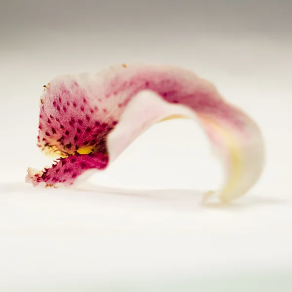 Één roze lily petal — Stockfoto