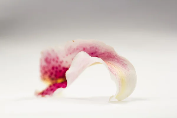 Single pink lily petal — Stock Photo, Image