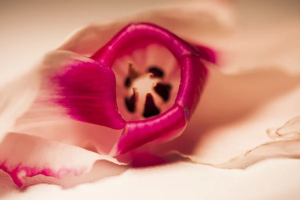 Pink lily — Stock Photo, Image