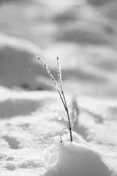 Tak breekt door sneeuw — Stockfoto