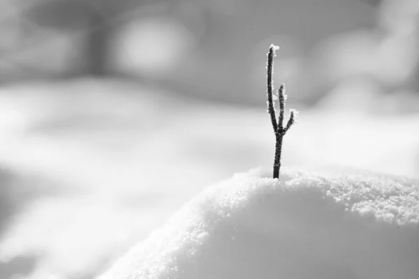 Branch rompe la neve — Foto Stock