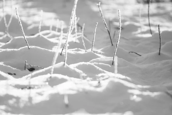 I rami sfondano la neve — Foto Stock