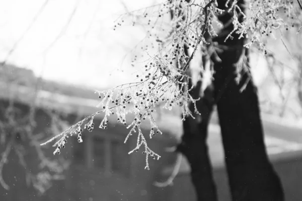 Branch in sneeuw — Stockfoto