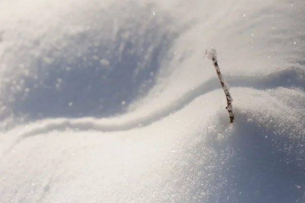 Tak breekt door sneeuw — Stockfoto