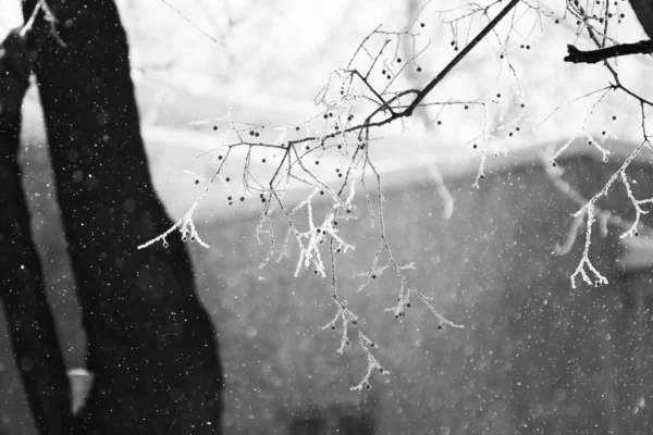 Ветвь в снегу — стоковое фото
