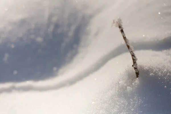 Ветка прорывается сквозь снег — стоковое фото