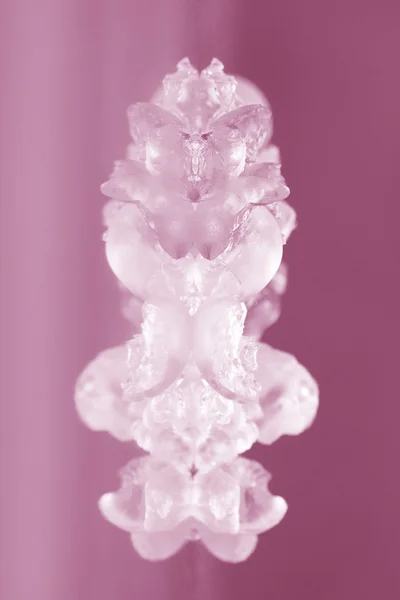 Pink jelly balls — Stock Photo, Image