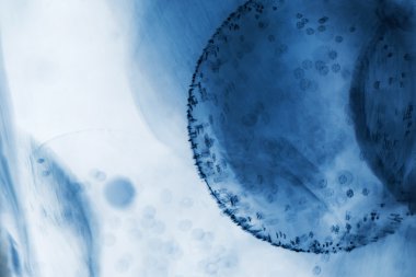 kabarcıkları ile soyut doku