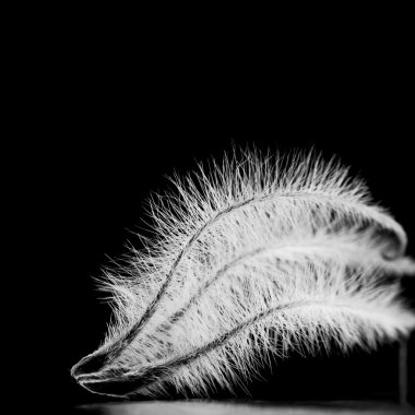 пухнастий plumelet