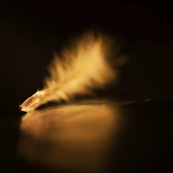 ボケ味のふわふわ plumelet — ストック写真