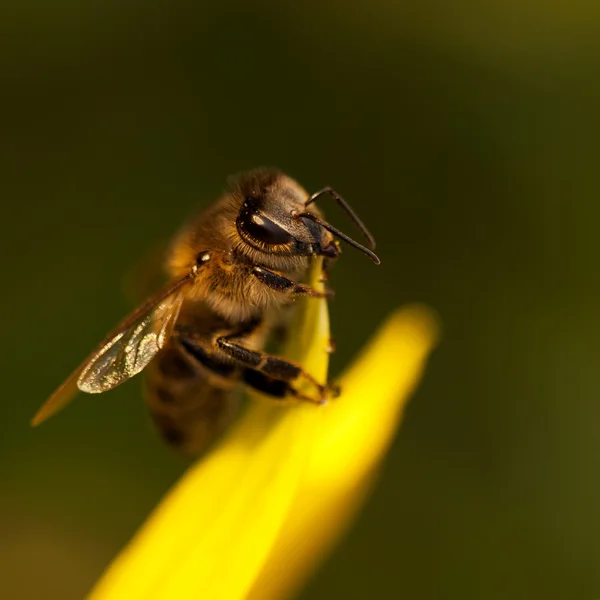 Bee macro — Stock Photo, Image