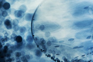 daireler ile su altı doku