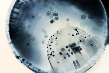 daireler ile su altı doku