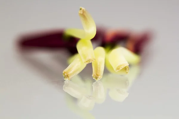 Lily stamens — Stock Photo, Image