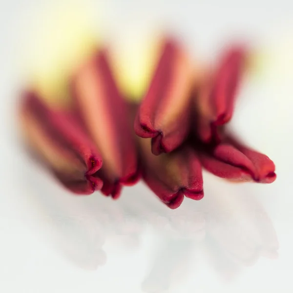 Lily stamens — Stock Photo, Image
