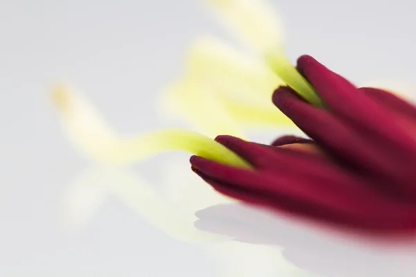 Lily stamens — Stock Photo, Image