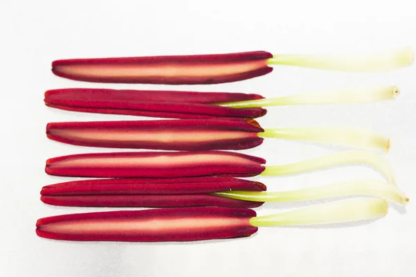 Lily stamens — Stock Photo, Image