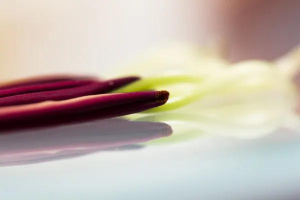 Lily stamens — Stock Photo, Image