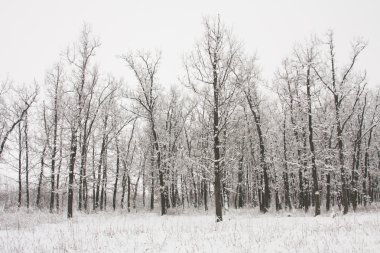 ağaçlarda kar kış