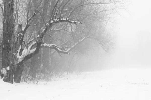 Árboles de invierno en la niebla — Foto de Stock