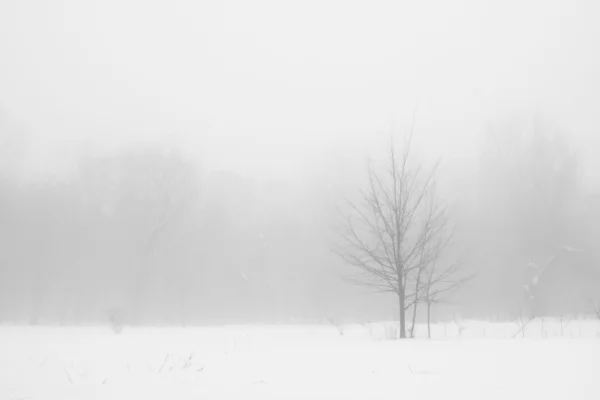 Arbres d'hiver dans le brouillard — Photo