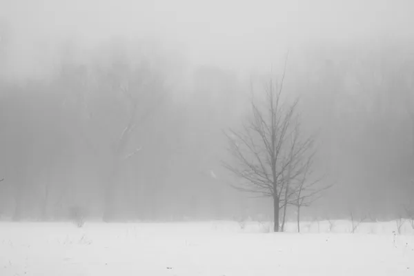 Winter bomen in de mist — Stockfoto