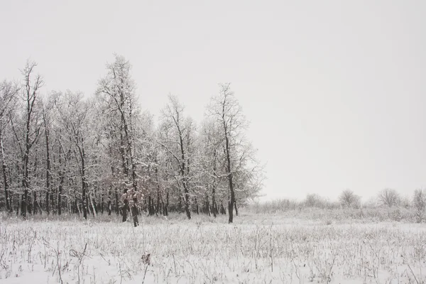 Winter trees in snow — Stock Photo, Image
