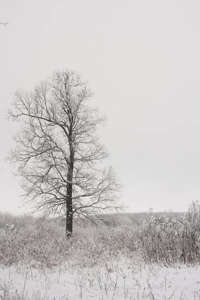 Árvore de inverno na neve — Fotografia de Stock