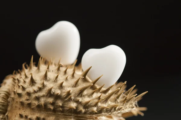 Herzförmiger Achat auf getrockneten Früchten — Stockfoto