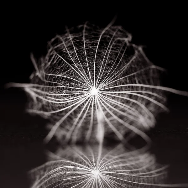 Семя одуванчика с рефлексией — стоковое фото