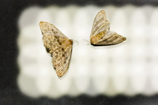 Dead moths — Stock Photo, Image