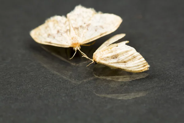 Dead moths — Stock Photo, Image