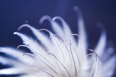 kurutulmuş akasma tohum ve ışık soyut kompozisyonu