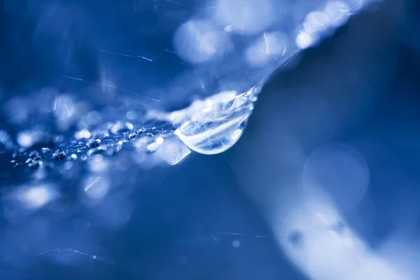 Abstracte compositie met water drops, spinnenwebben en bokeh — Stockfoto