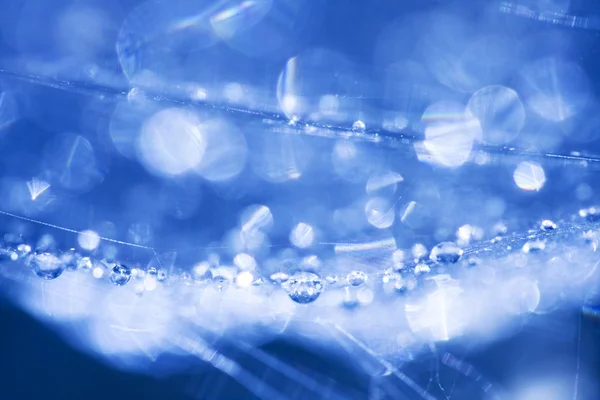 Абстрактный состав с капельками воды, паутиной и боке — стоковое фото